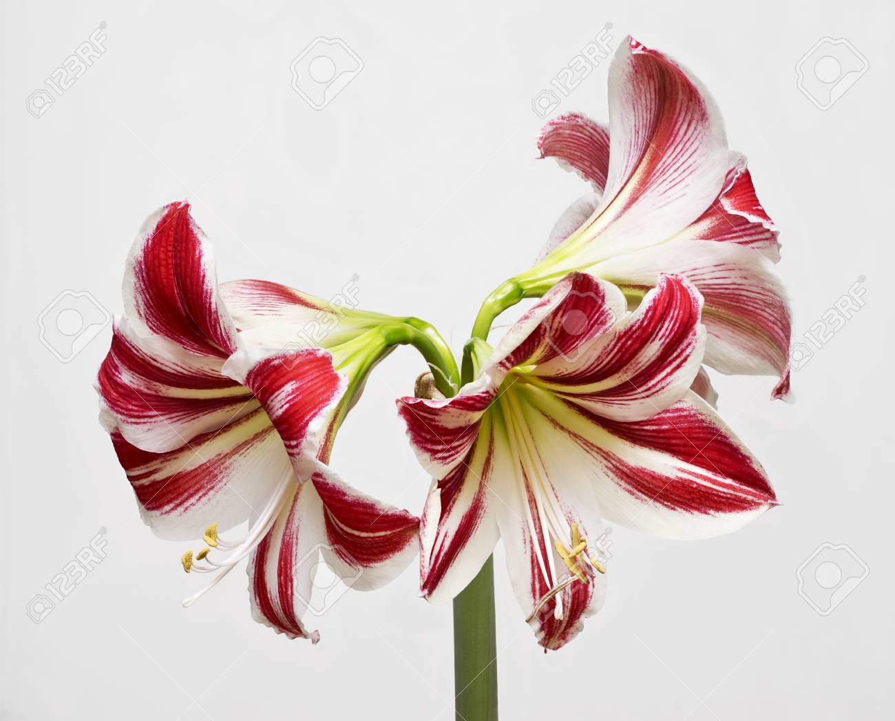 赤のストライプと白彼岸花咲く 自然開花の花の花 アマリリスは 白い背景で隔離 お祝いカード の写真素材 画像素材 Image