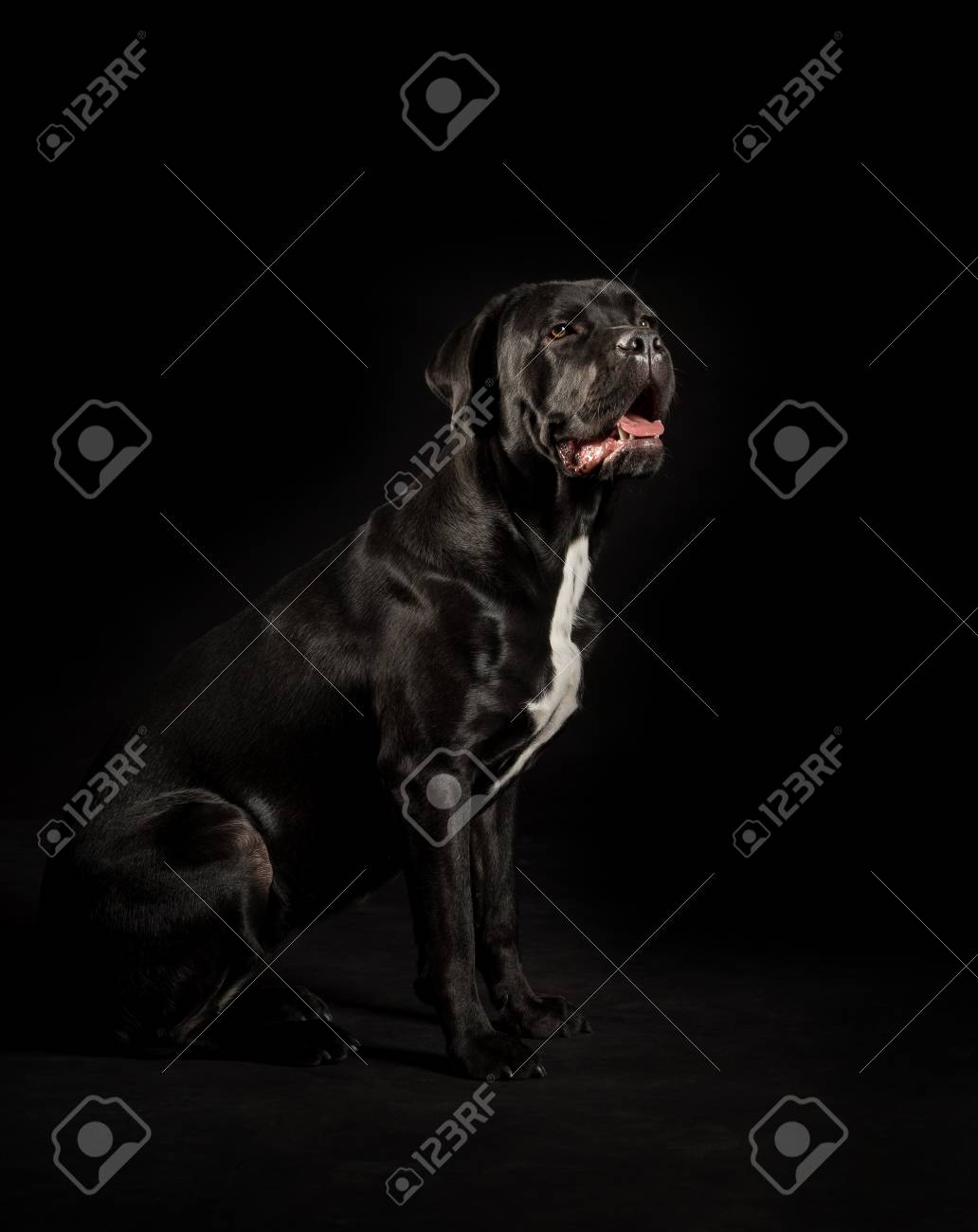 Portrait Of A Cane Corso Dog Breed On A Black Background Italian