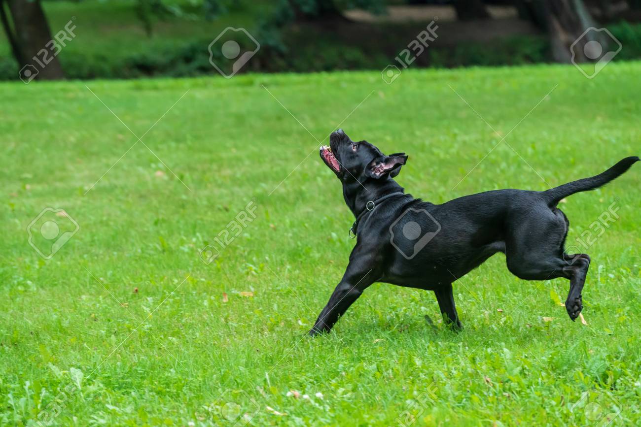 Portrait Of A Cane Corso Dog Breed On A Nature Background Dog