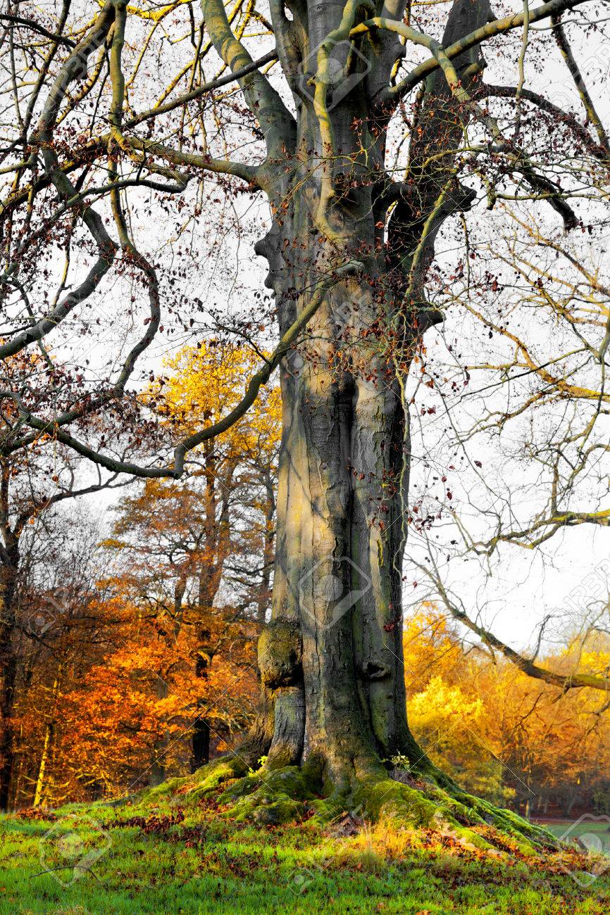 Landschaft Mit Dem Herbstlichen Wald Starke Wurzeln Der Alten Baume Herbst Blatter Sind Trocken Einsame Schonen Herbst Baum Lizenzfreie Fotos Bilder Und Stock Fotografie Image