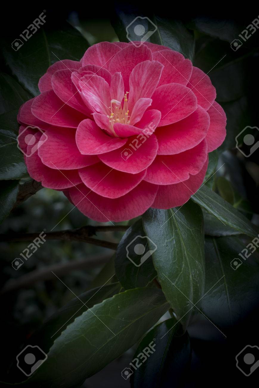 暗い椿の葉と赤ツバキはツバキ科の家族の顕花植物の属 の写真素材 画像素材 Image 暗い椿の葉と赤ツバキはツバキ科の家族の顕花植物の属 の写真素材 画像素材 Image