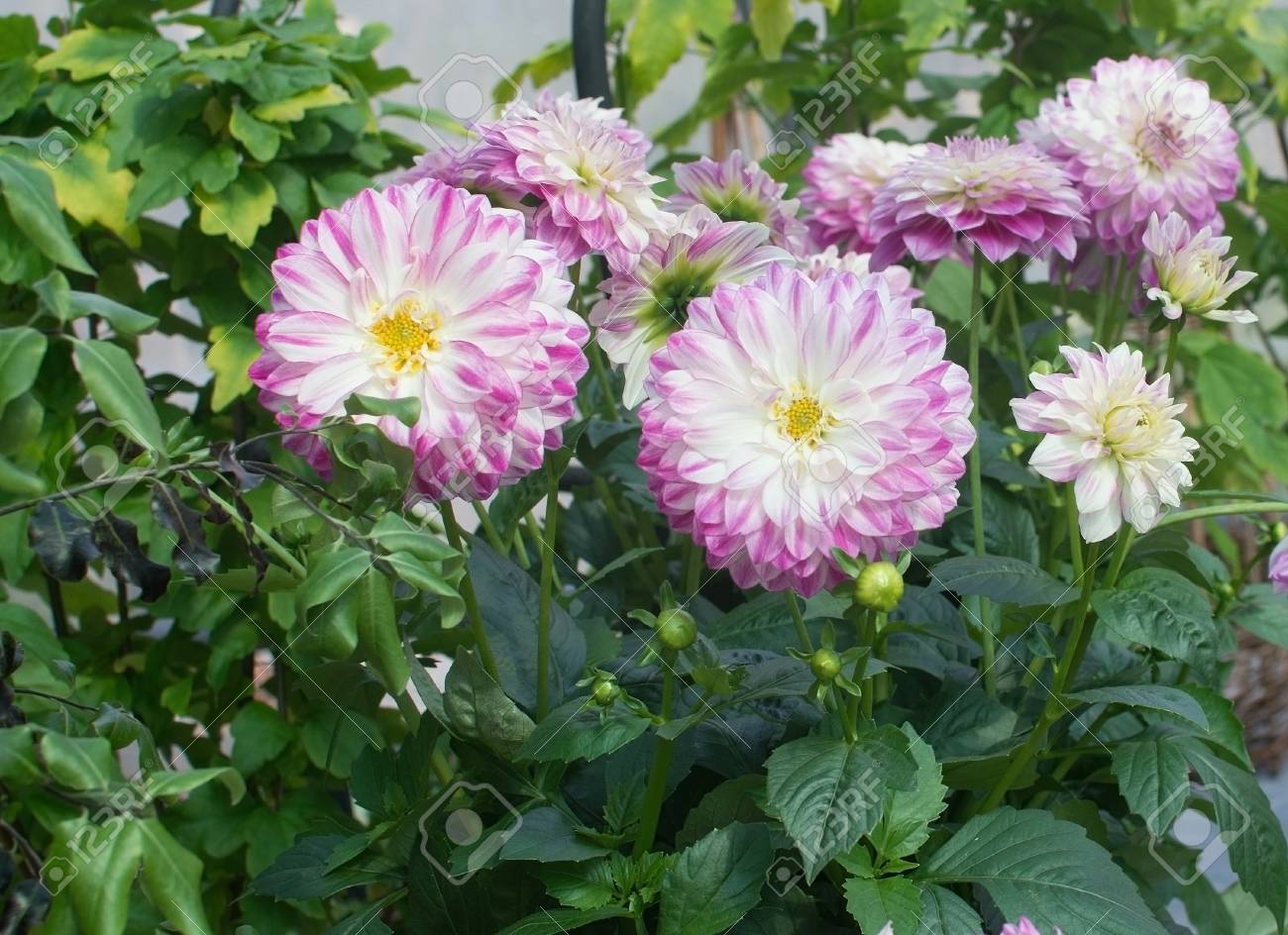 ピンク 白 黄色のダリアの花 の写真素材 画像素材 Image