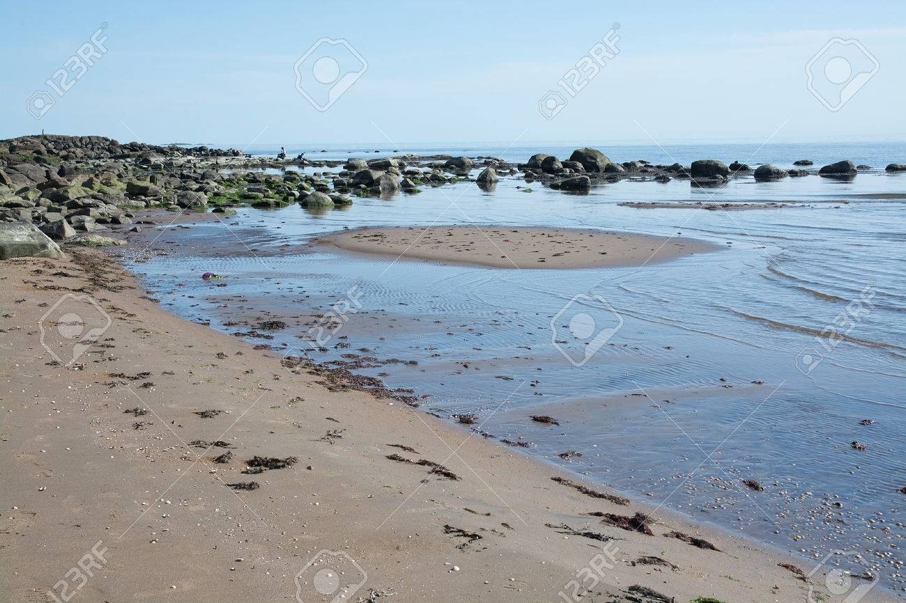 砂丘とストックホルム スウェーデン西海岸のスウェーデンのビーチでの鳥の生活 の写真素材 画像素材 Image