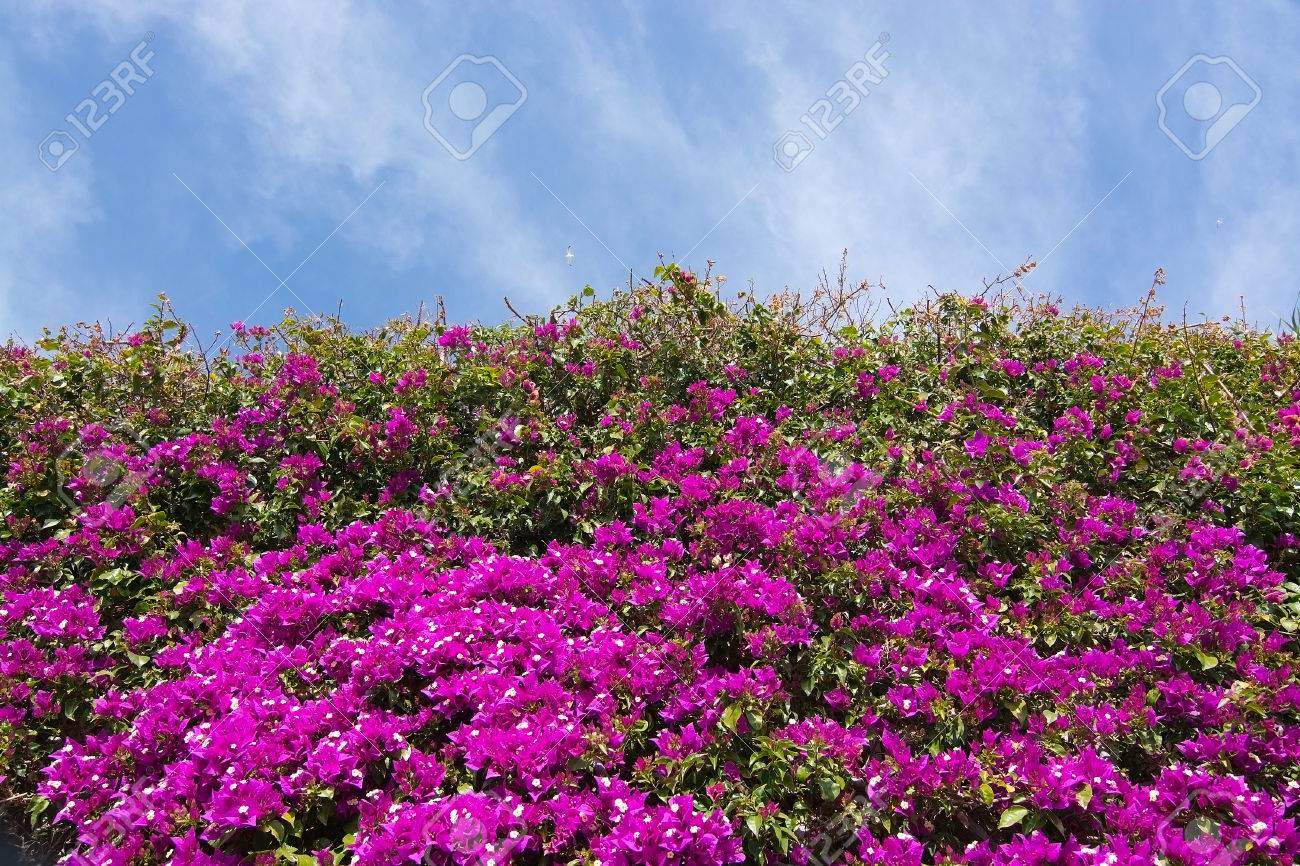 ピンクのブーゲンビリアの花とイビサ島 バレアレス諸島 スペインの空 の写真素材 画像素材 Image