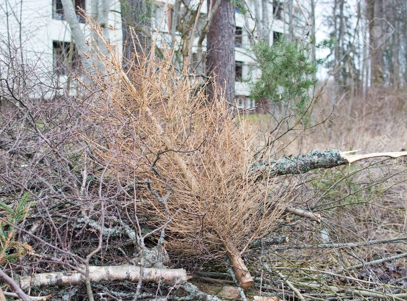thrown out old dry
