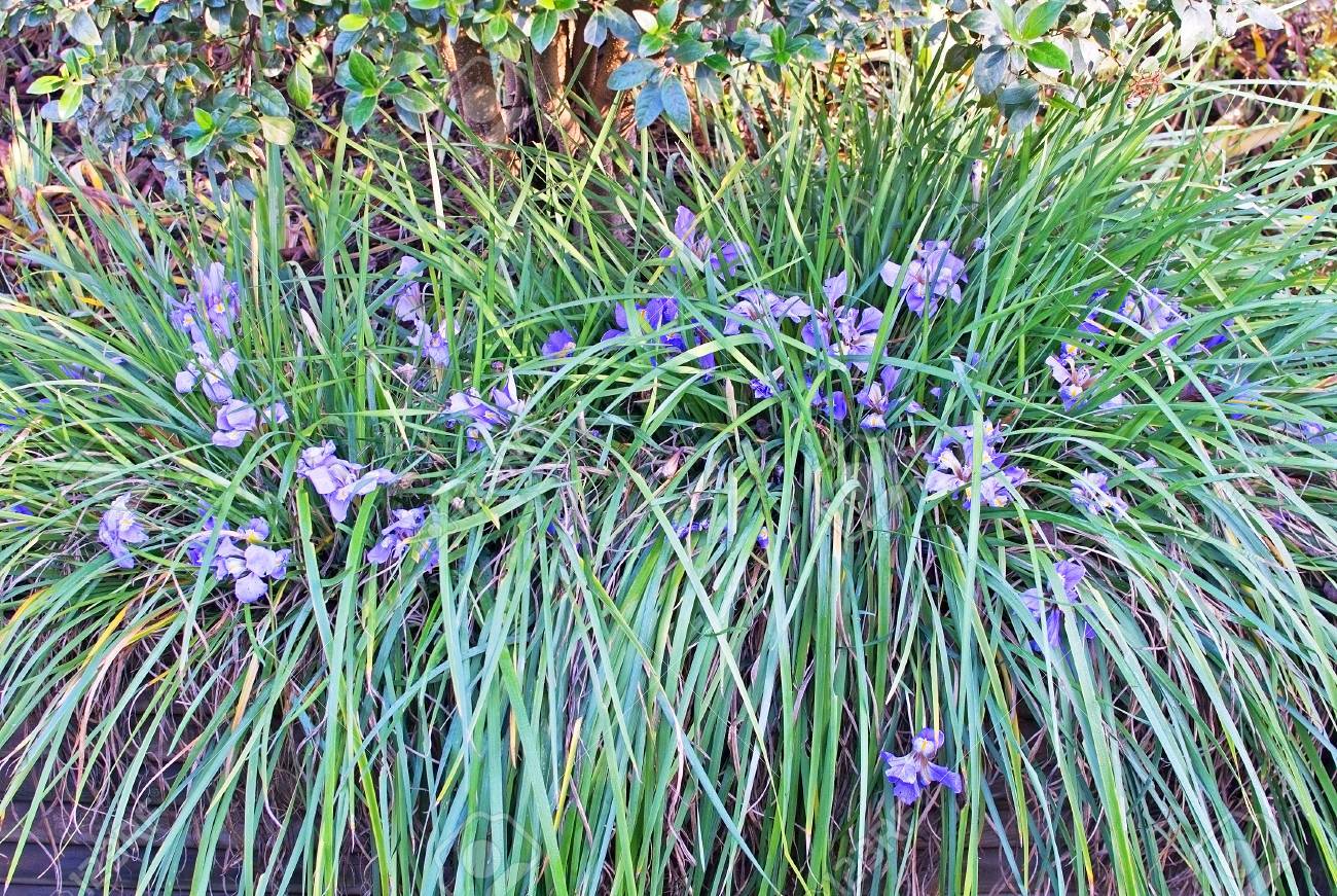 Blue Iris en Mallorca jardín Islas Baleares, España en enero Blue Iris en Mallorca jardín Islas Baleares, España en enero