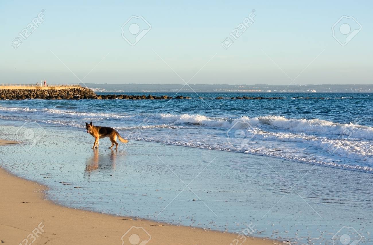 Heureux Chien Berger Allemand Joue Sur La Plage Un Après Midi Dhiver Ensoleillé En Janvier à Majorque En Espagne