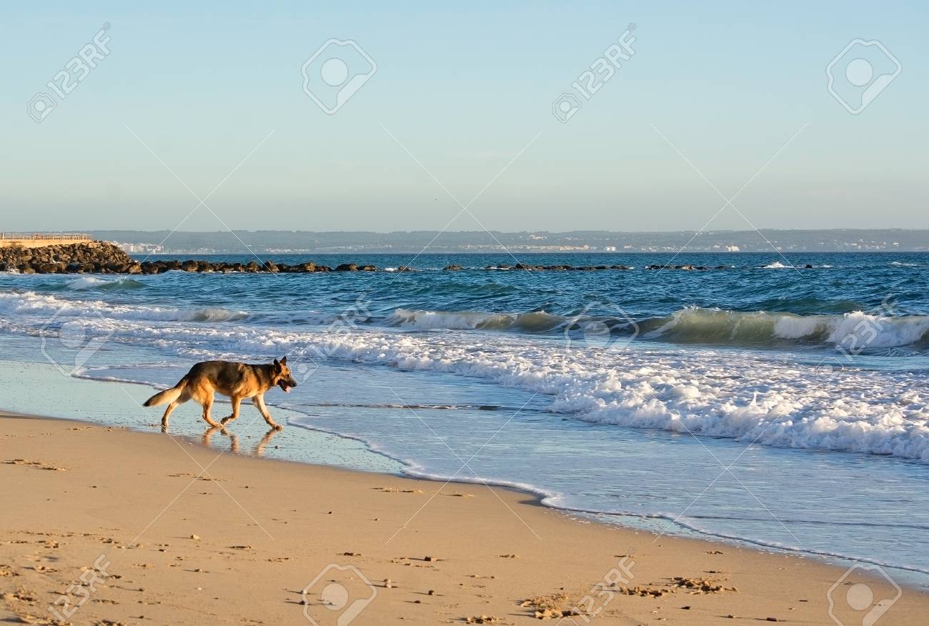 Heureux Chien Berger Allemand Joue Sur La Plage Un Après Midi Dhiver Ensoleillé En Janvier à Majorque En Espagne