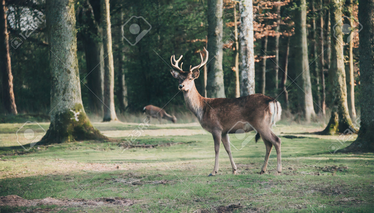 etiam-dictum-ipsum-a-felis