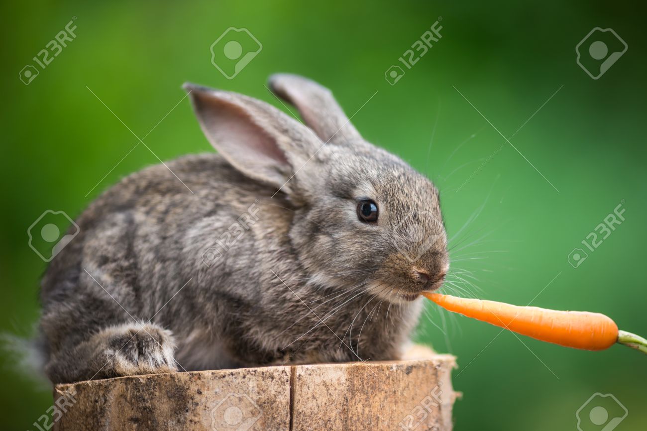 かわいいウサギ男の手からニンジンを食べるします ケアと動物概念への愛 の写真素材 画像素材 Image