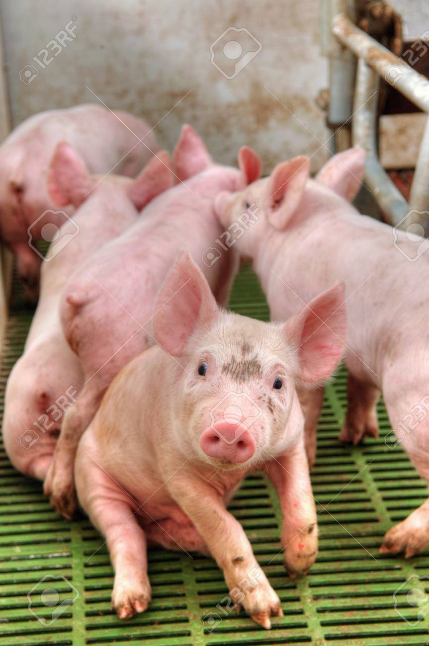 THE THREE LITTLE PIGS (JAPANESE) | Folktales | bedtime