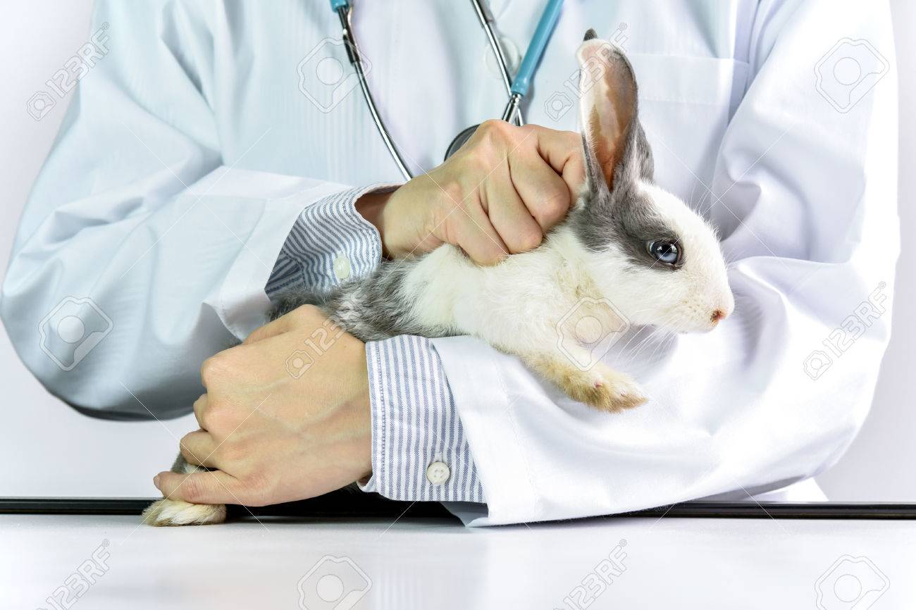 vet for bunny