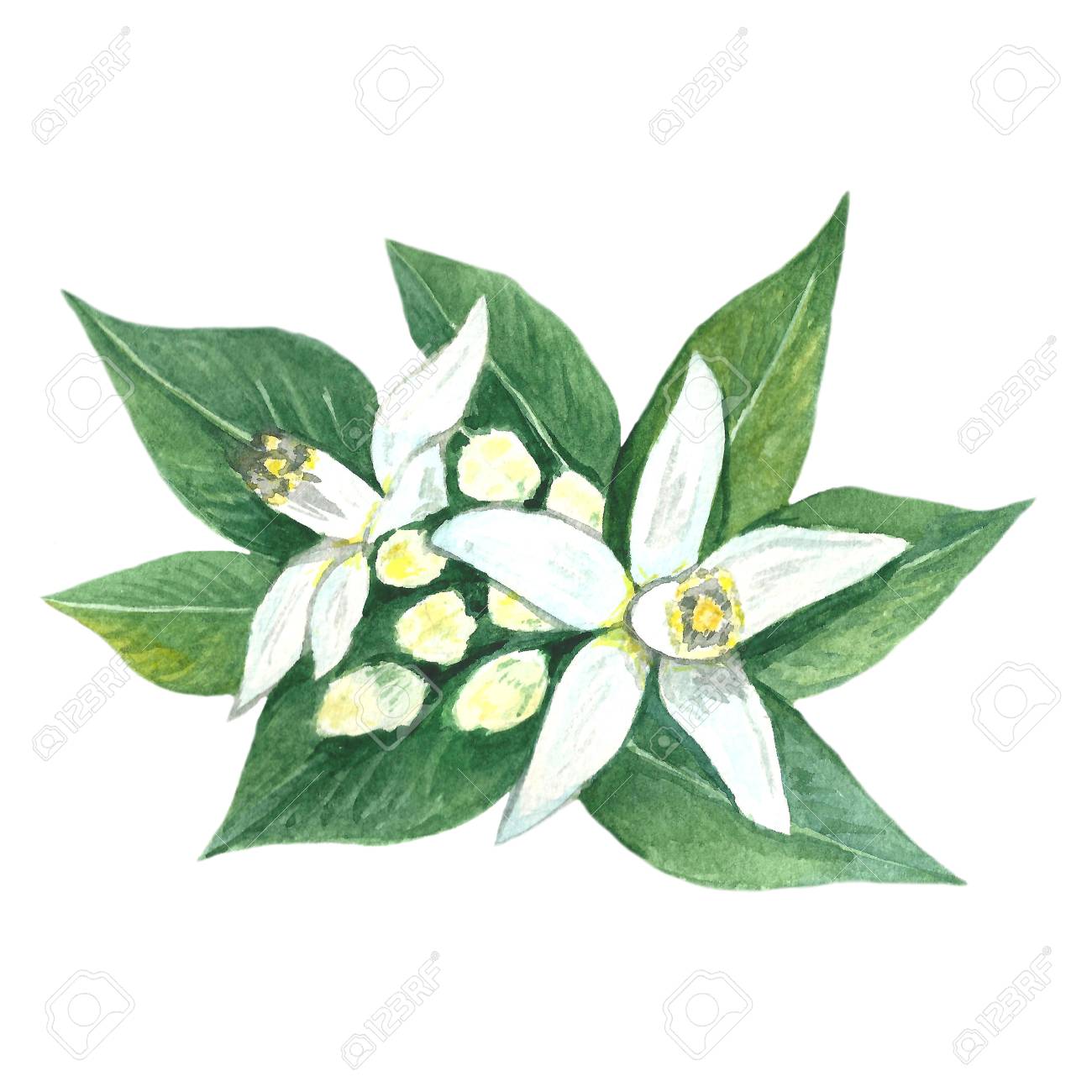 Imagem Da Aguarela De Flores Alaranjadas Com Folhas Citrus Ilustracao De Folhagem Citrica Desenho Feito A Mao Imagem Isolada No Fundo Branco Fotos Retratos Imagenes Y Fotografia De Archivo Libres De Derecho