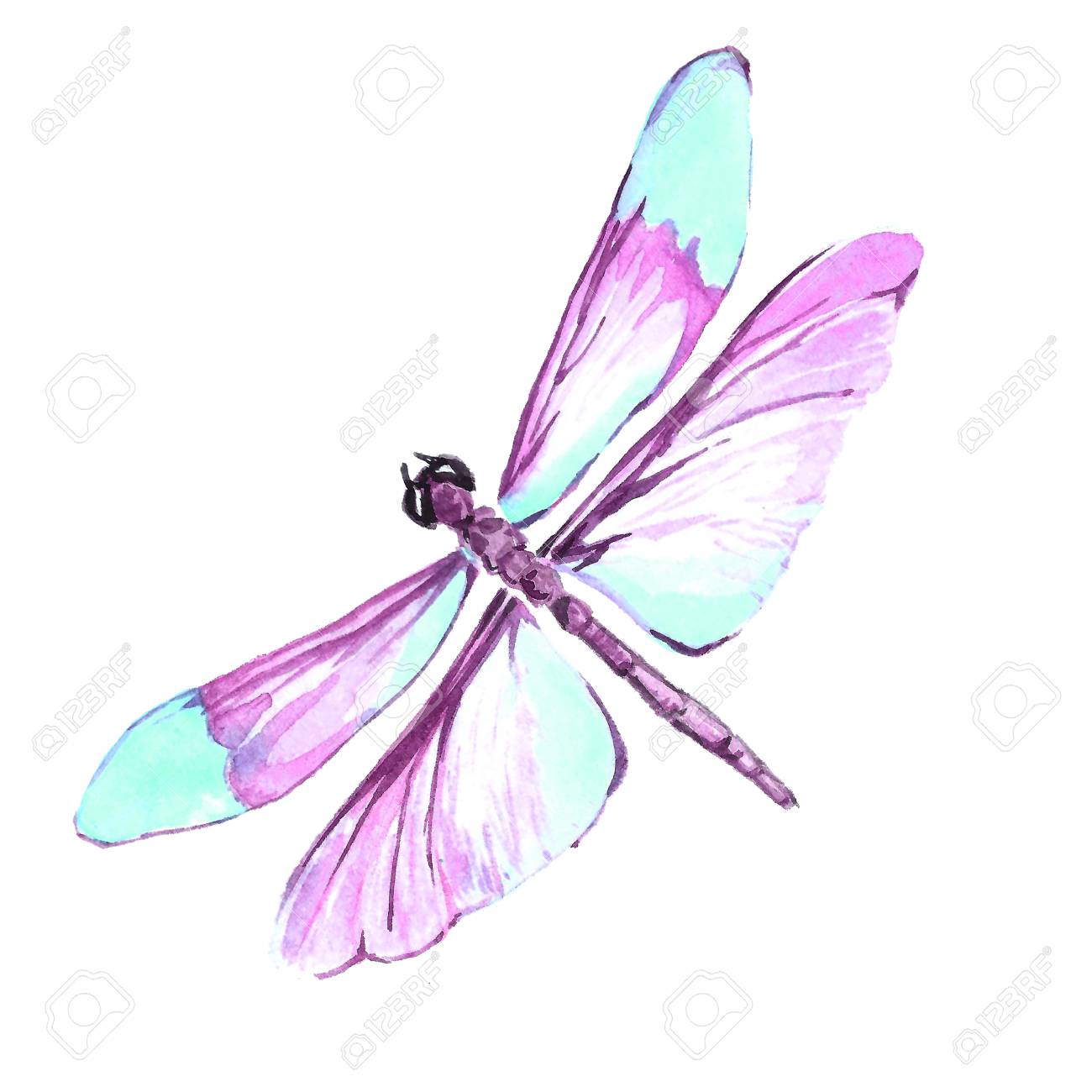 watercolor image of a dragonfly on a white background isolated