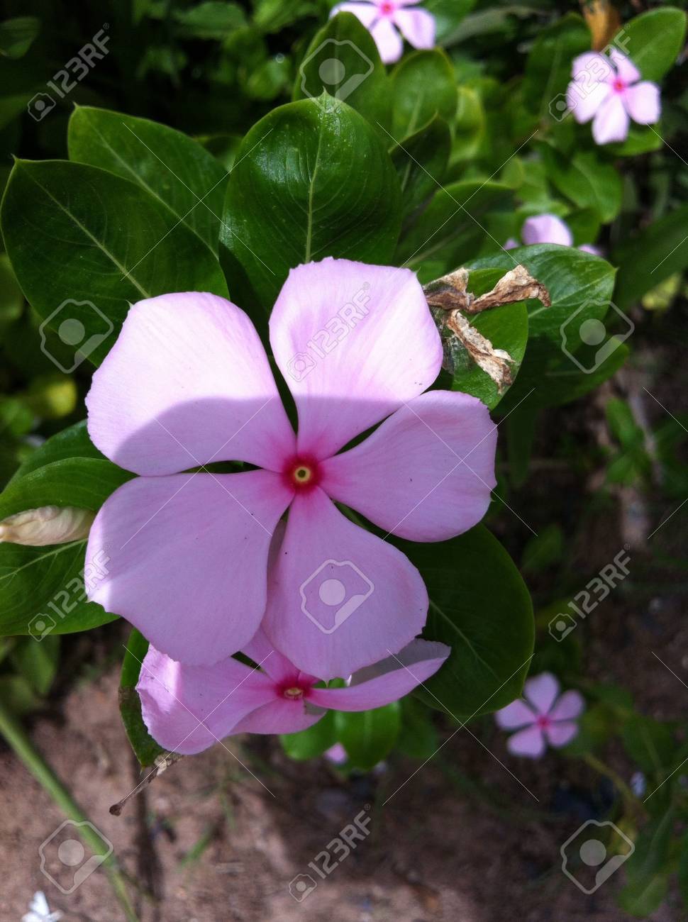 etiam-dictum-ipsum-a-felis