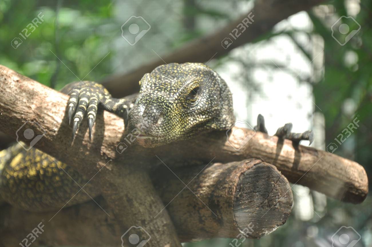 etiam-dictum-ipsum-a-felis