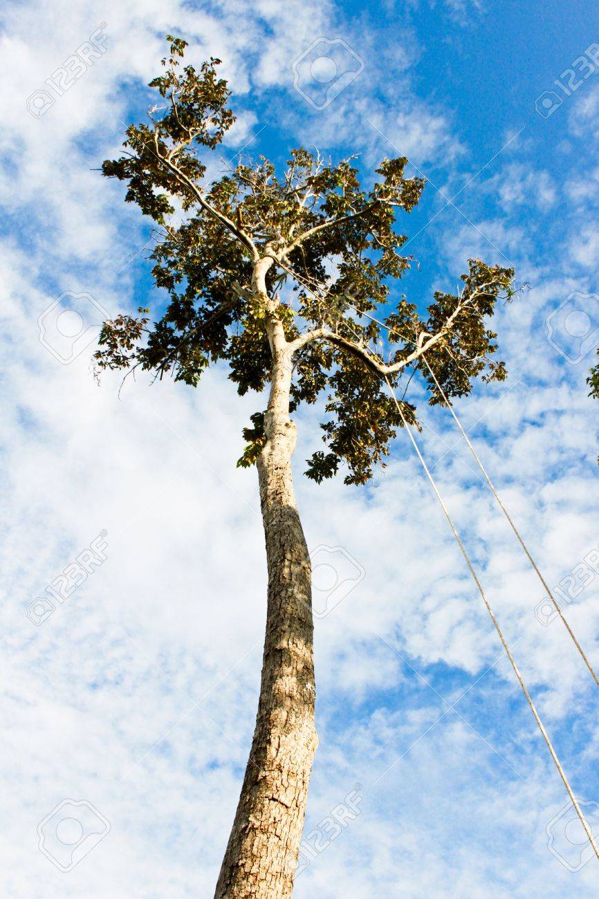 背の高い木 の写真素材 画像素材 Image
