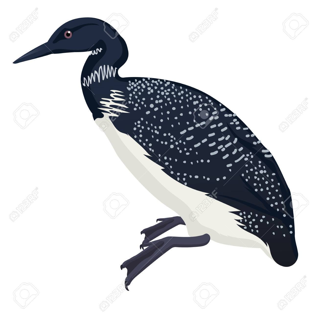 Common Loon Bird Detalised On White Background Bird In Modern Royalty Free Cliparts Vectors And Stock Illustration Image 66015660