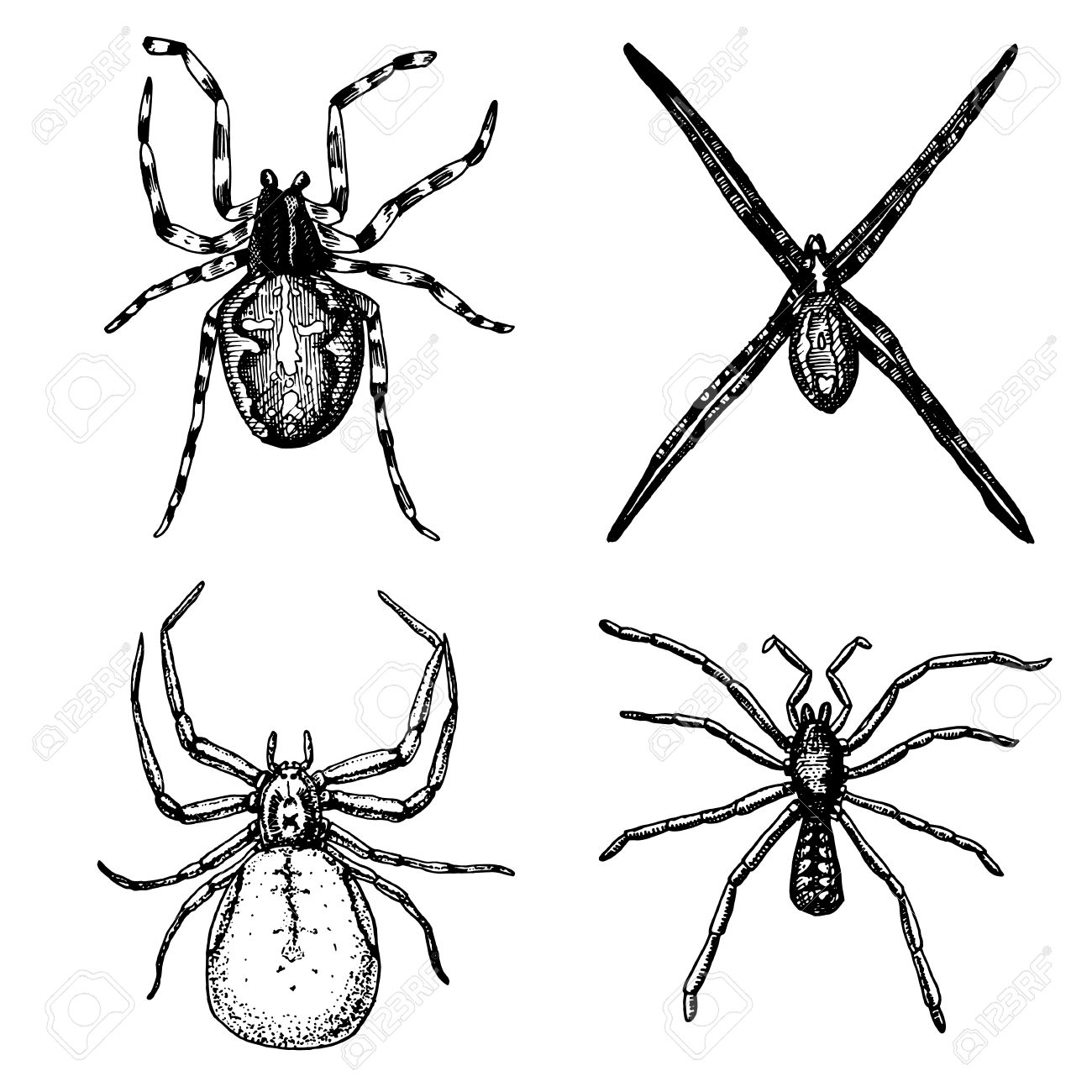 spider or arachnid species most dangerous insects in the world old vintage for halloween - Phobia Halloween spider or arachnid species most dangerous insects in the world old vintage for halloween - Phobia Halloween