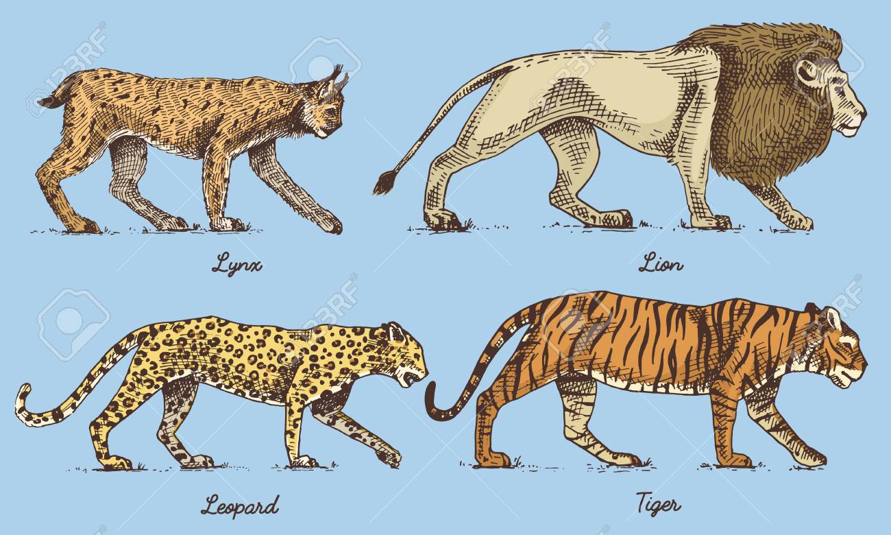 Ensemble De Chats Sauvages Lynx Lion Leopard Et Tigre Grave A La Main Dessine Dans Le Style De Croquis Ancien Animaux Vintage Clip Art Libres De Droits Svg Vecteurs Et