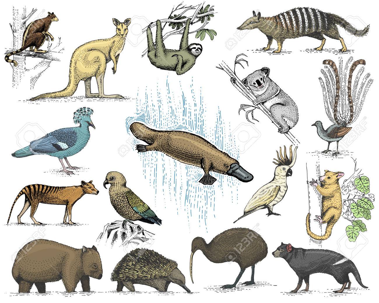 オーストラリアとニュージーランドのシンボルの大きな設定 動物の彫刻が施された 手描画ベクトル ビンテージ図面タスマニア狼 ケア オウム ポッサム 請求鴨カモノハシ 悪魔 フクロアリクイ ウォンバット コアラ キウイ鳥 のイラスト素材 ベクタ Image