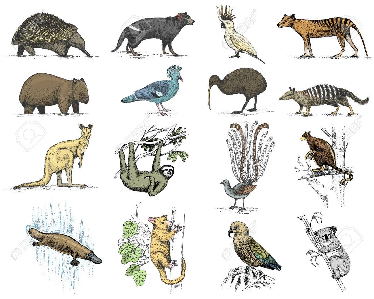 オーストラリアとニュージーランドのシンボルの大きな設定 動物の彫刻が施された 手描画ベクトル ビンテージ図面タスマニア狼 ケア オウム ポッサム 請求鴨カモノハシ 悪魔 フクロアリクイ ウォンバット コアラ キウイ鳥 のイラスト素材 ベクタ Image