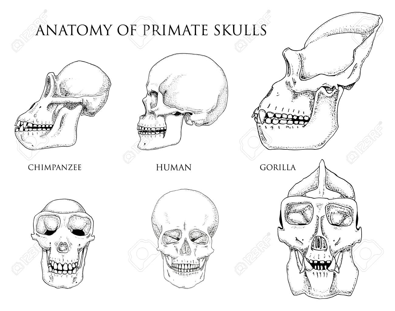 人間とチンパンジー ゴリラ 生物学および解剖学のイラスト 刻まれた手の古いスケッチとビンテージ スタイルで描画されます 猿の頭蓋骨や骨格 や骨のシルエット 正面または顔とプロフィール のイラスト素材 ベクタ Image 人間とチンパンジー ゴリラ 生物学および解剖学のイラスト 刻まれた手の古いスケッチとビンテージ スタイルで描画されます 猿の頭蓋骨や骨格 や骨のシルエット 正面または顔とプロフィール のイラスト素材 ベクタ Image