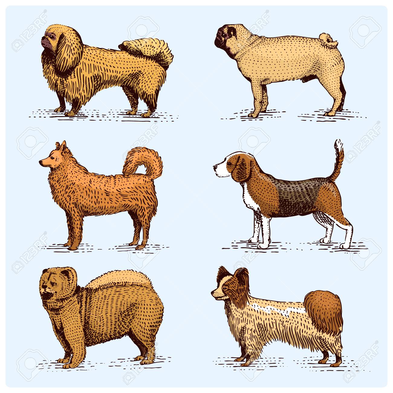 品種が刻まれた犬 木版画ったらスタイル ビンテージ種を図面に手描きのベクトル図です パグとセッター スピッツ スプリンガー スパニエル ウィペット犬ドーベルマン シェパード プードルのイラスト素材 ベクタ Image