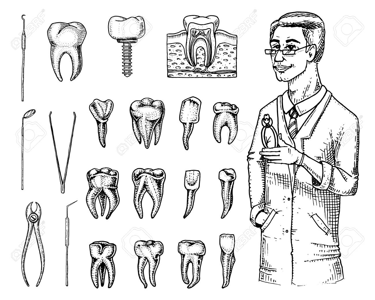 Vettoriale Smalto Denti Molari Set Dentale Attrezzatura Degli Strumenti Del Medico Dentista Cavita Orale Pulito O Malato Salute O Carie Umana Disegnato A Mano Inciso In Vecchio O Schizzo Medicina Cura