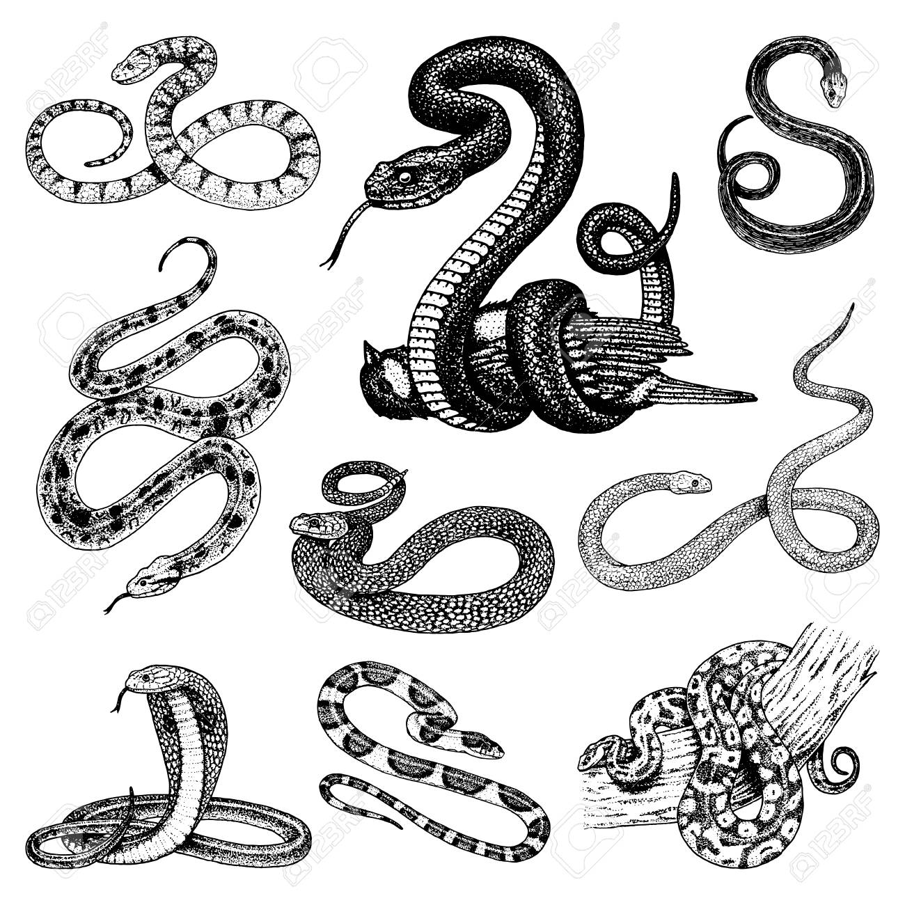 Set Of Snake Illustration Royalty Free Cliparts Vectors And Stock Illustration Image