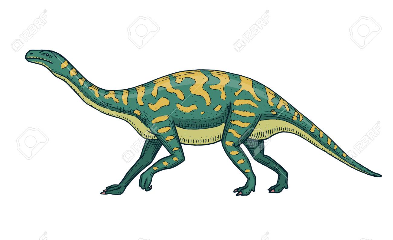 恐竜バロサウルス アパトサウルス テノントサウルスプラテオサウルス 広いトカゲ マッソポンディルス ディプロドクス ブラキオサウルス 骨格化石先史時代の爬虫類動物手描きベクターのイラスト素材 ベクタ Image