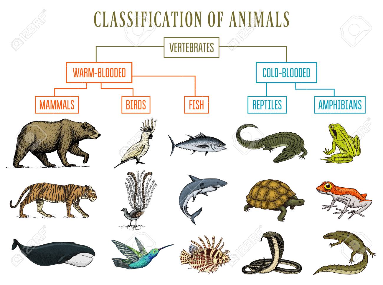 Classification of Animals. Reptiles amphibians mammals birds. Crocodile Fish Bear Tiger Whale Snake Frog. Education diagram of biology. Engraved hand drawn old vintage sketch. Chart of Wild creatures. - 101582767 Classification of Animals. Reptiles amphibians mammals birds. Crocodile Fish Bear Tiger Whale Snake Frog. Education diagram of biology. Engraved hand drawn old vintage sketch. Chart of Wild creatures. - 101582767