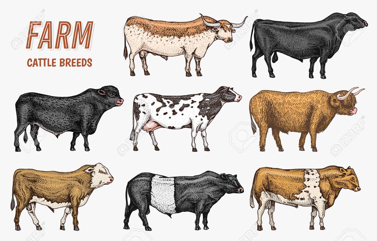 Farm Cattle Bulls And Cows Natural Milk And Meat Different Stock Photo Picture And Royalty Free Image Image 112390938