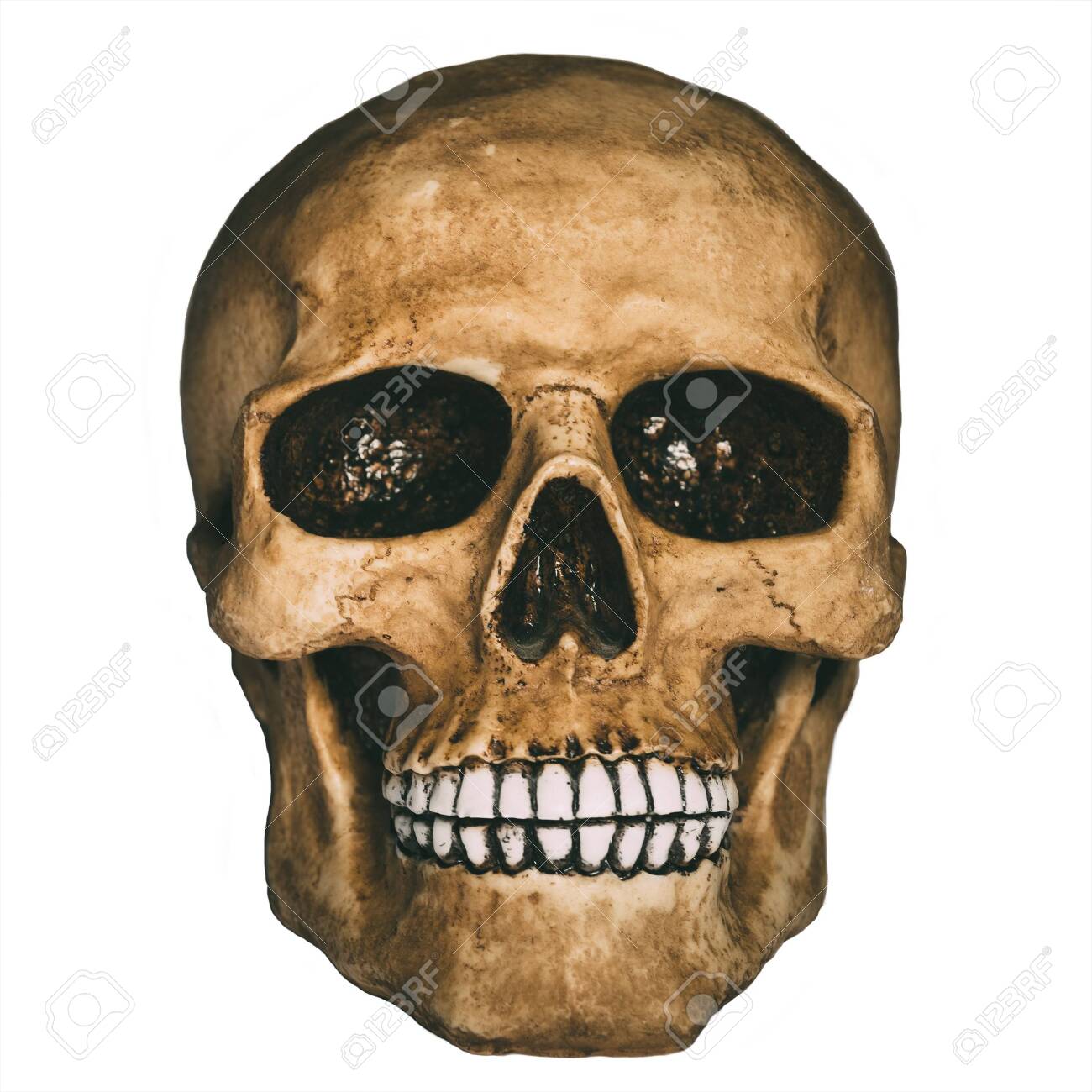 白い背景の上の人間の頭蓋骨の正面図 の写真素材 画像素材 Image