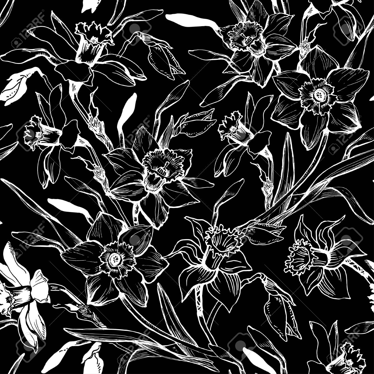 水仙の花 水彩画 黒いフレーム 水仙の花 水彩画 黒いフレーム 水仙や水仙の花の図面。○黒と白の水仙