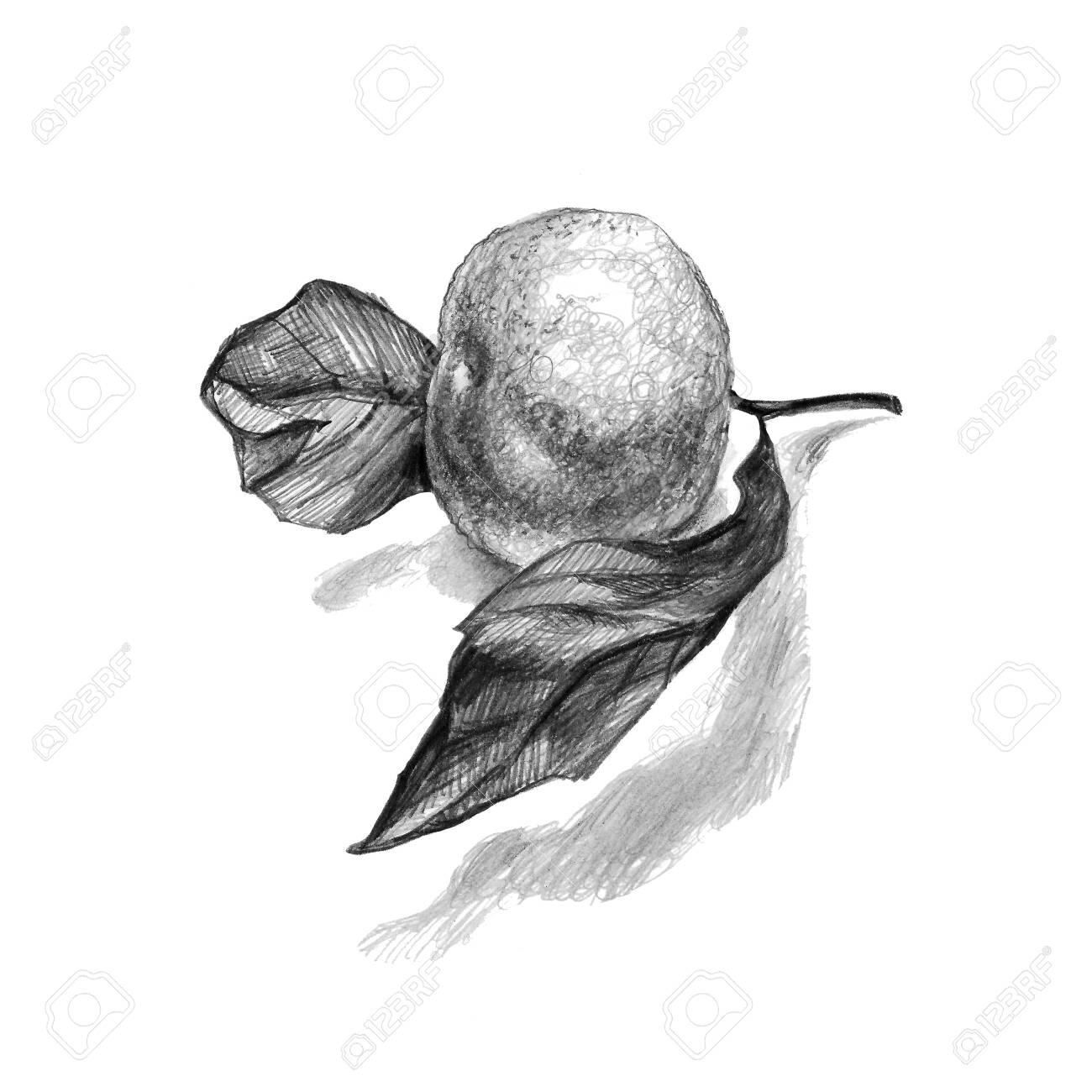 Dibujo A Lápiz Con Naranja, Mandarina, Hojas Y Sombras Aisladas En Fondo Blanco. Elemento Alimentario Monocromático Dibujado A Mano Para El Paquete Creado, Embalaje, Menú, Afiche, Postal. Fotos, Retratos, Imágenes Y Fotografía Dibujo A Lápiz Con Naranja, Mandarina, Hojas Y Sombras Aisladas En Fondo Blanco. Elemento Alimentario Monocromático Dibujado A Mano Para El Paquete Creado, Embalaje, Menú, Afiche, Postal. Fotos, Retratos, Imágenes Y Fotografía