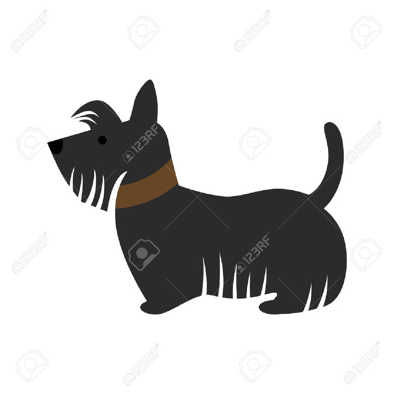 Chien Scotch Terrier Isolé Sur Fond Blanc Chien Noir Drôle Avec Un Collier