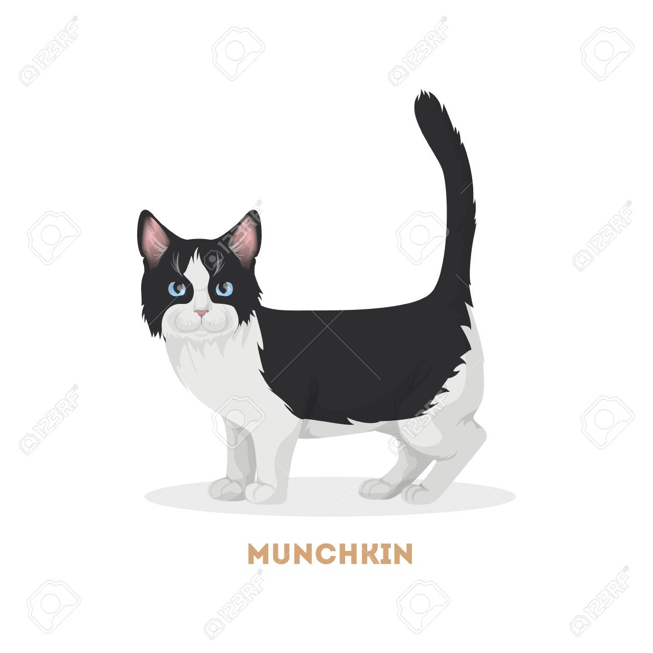 白い背景の分離マンチカン猫 のイラスト素材 ベクタ Image 8769