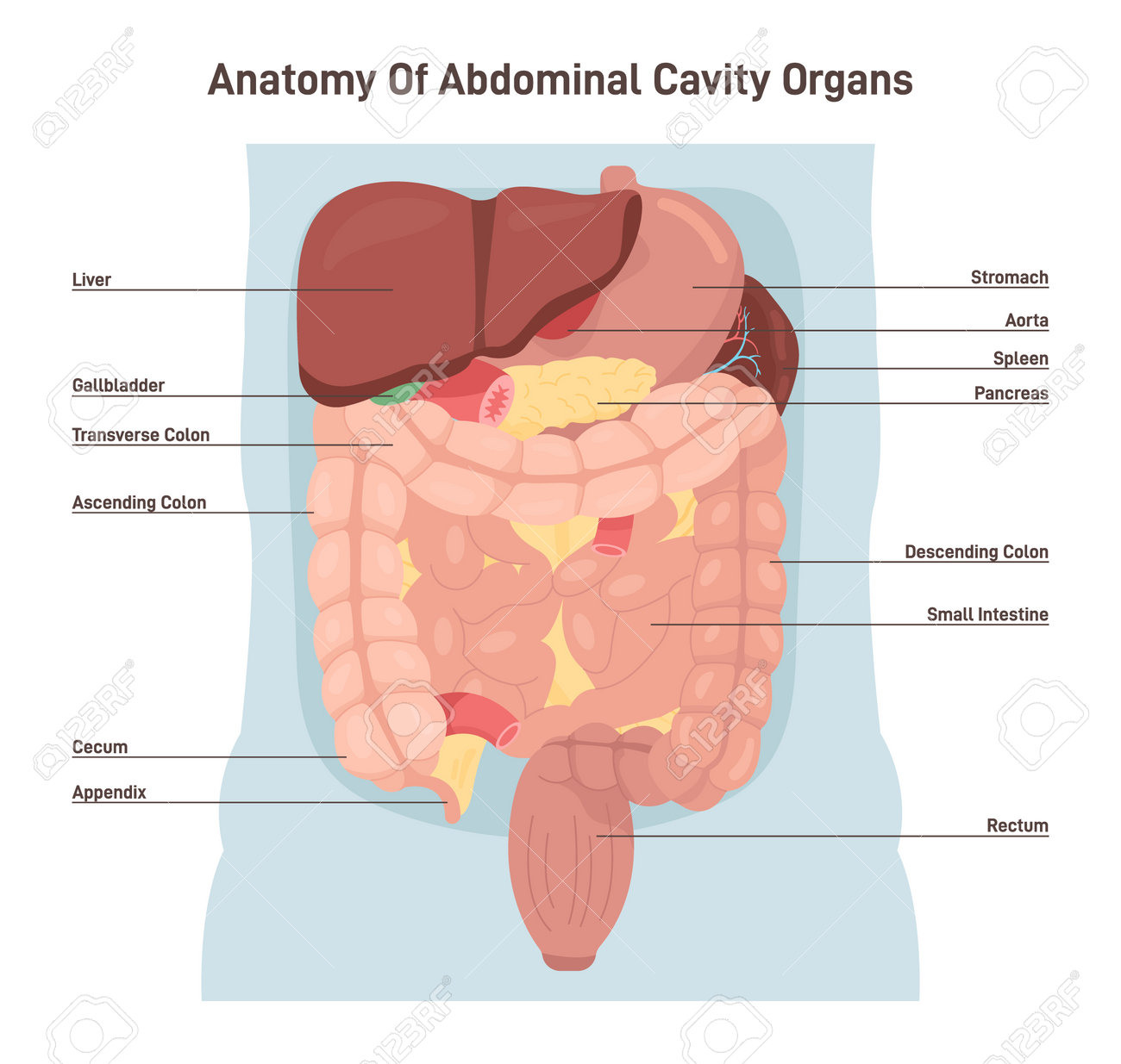 Human Abdominal Cavity Organs. Digestive And Vital System. Internal Organs,  Royalty Free SVG, Cliparts, Vectors, and Stock Illustration. Image  197778236., image size:1300x1235