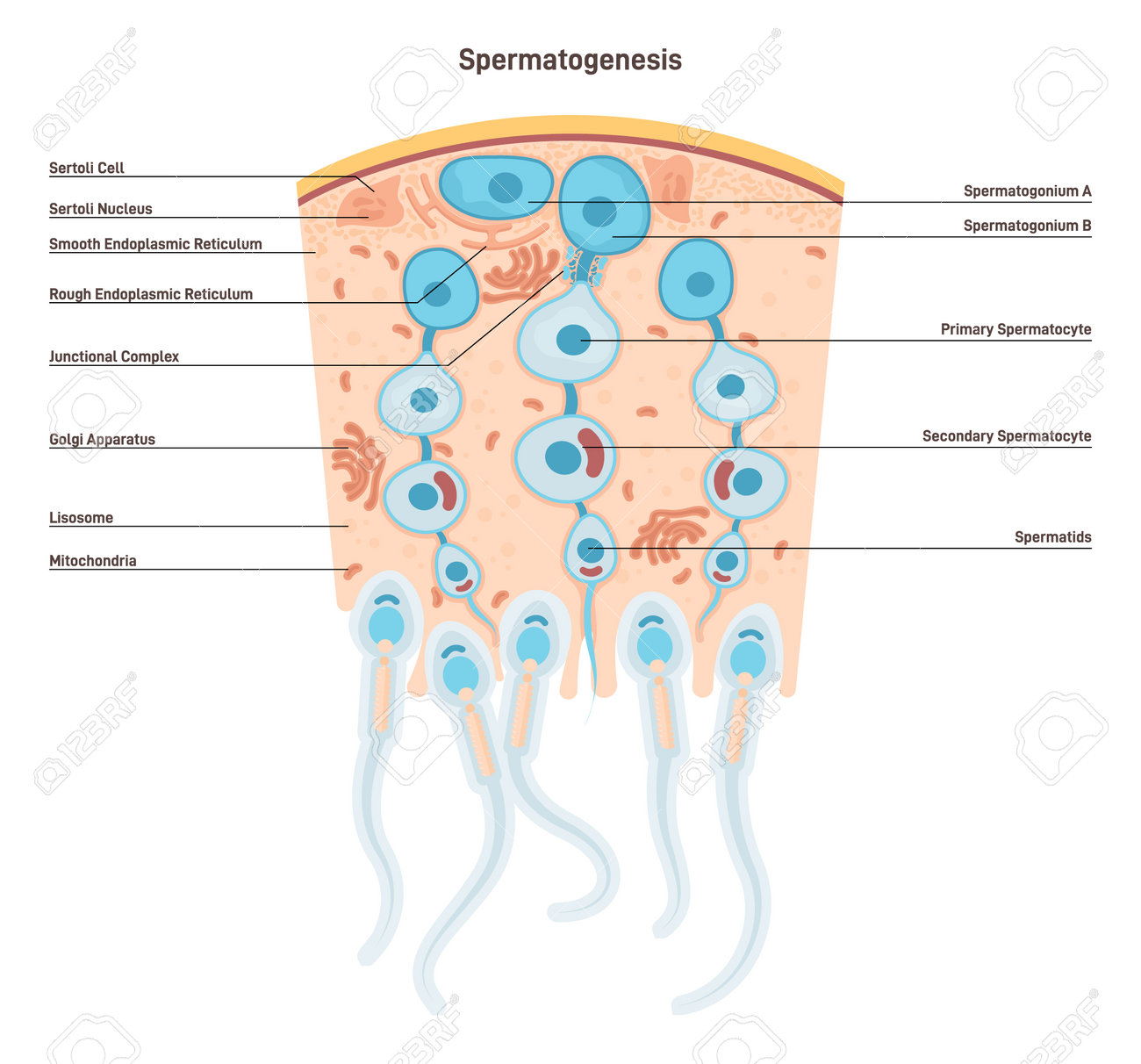 Espermatogénesis. Producción De Semen En El Aparato Reproductor Masculino.  Ilustraciones svg, vectoriales, clip art vectorizado libre de derechos.  Image 200610722