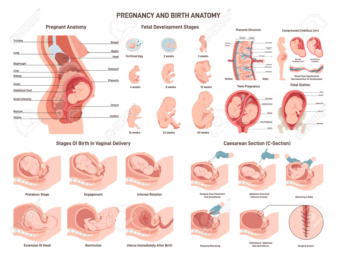 Anatomy Of A Pregnant Woman And Fetus. Fetal Development, Vaginal Royalty  Free SVG, Cliparts, Vectors, and Stock Illustration. Image 202220973., image size:1300x999