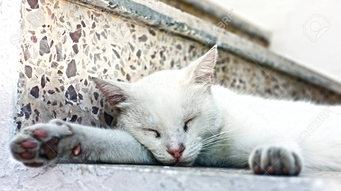 etiam-dictum-ipsum-a-felis