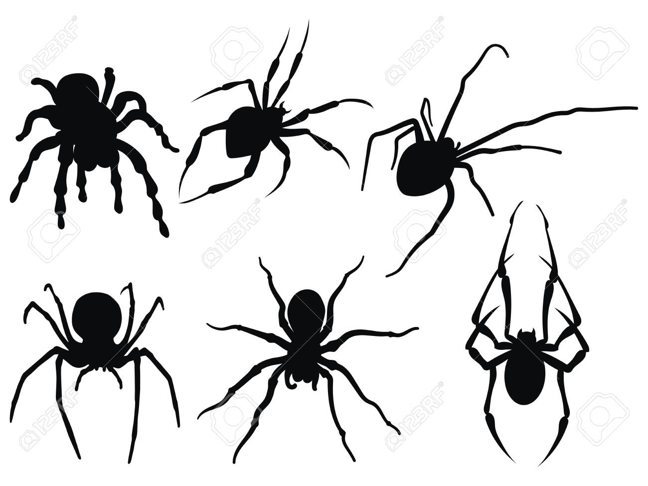 Various Spider Species Poses Cartoon Vector Illustration Stock Vector -  Illustration of cellar, halloween: 161254054