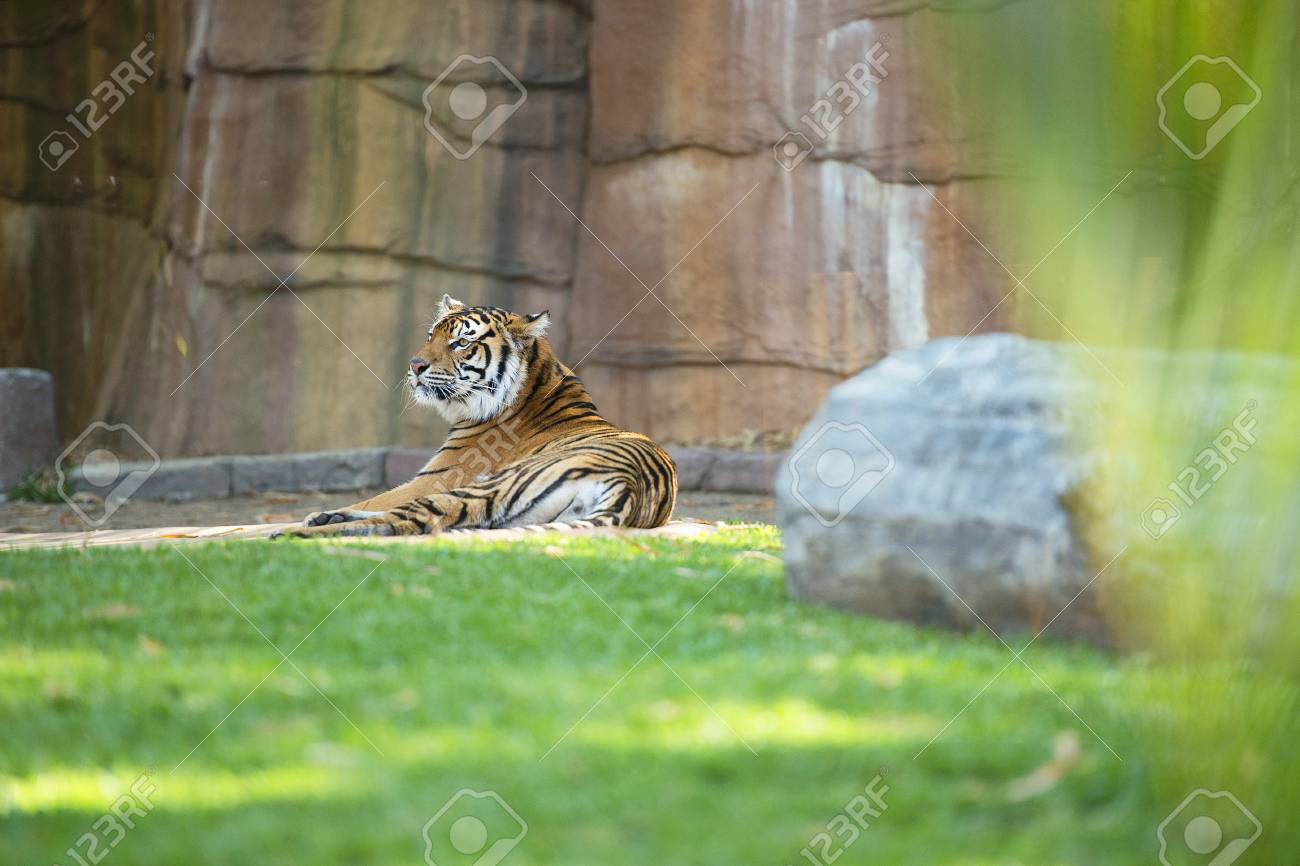 etiam-dictum-ipsum-a-felis