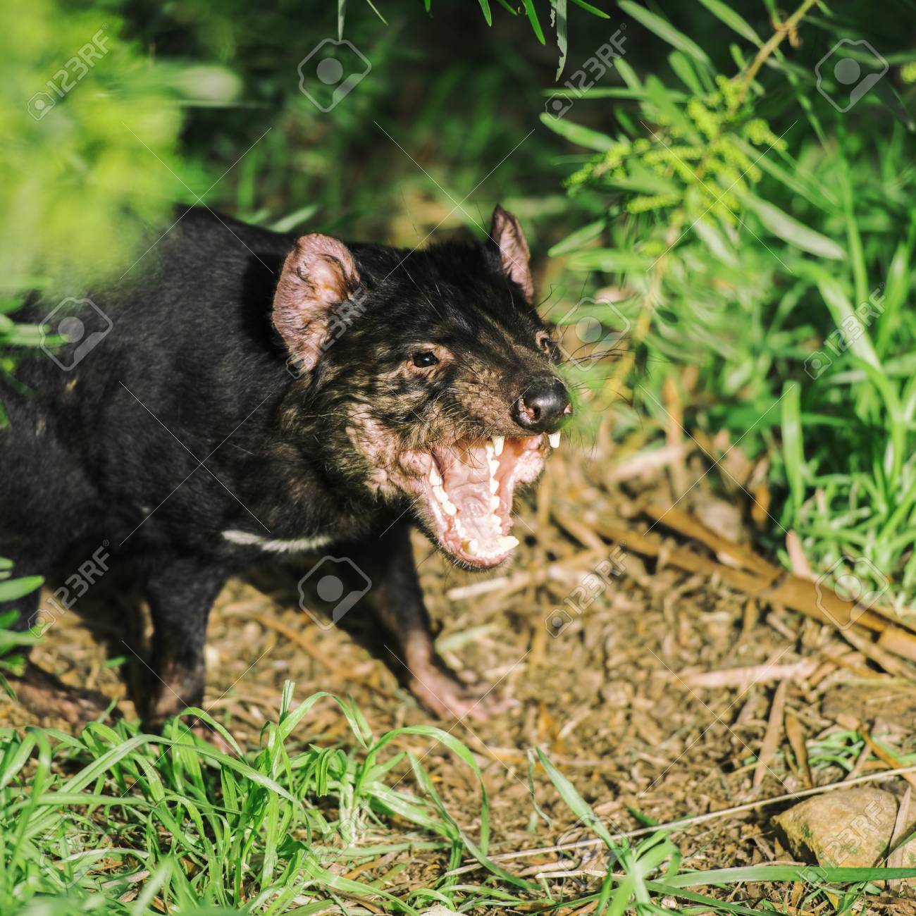 Le Diable De Tasmanie A Hobart Tasmanie Pendant La Journee Banque D Images Et Photos Libres De Droits Image