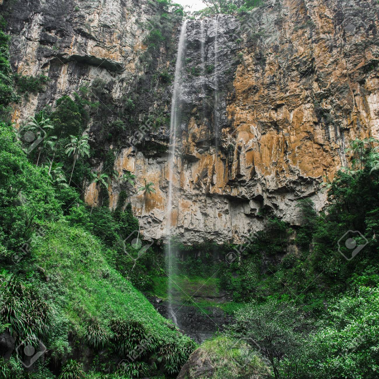 Purling Brook Falls At Springbrook National Park In Queensland