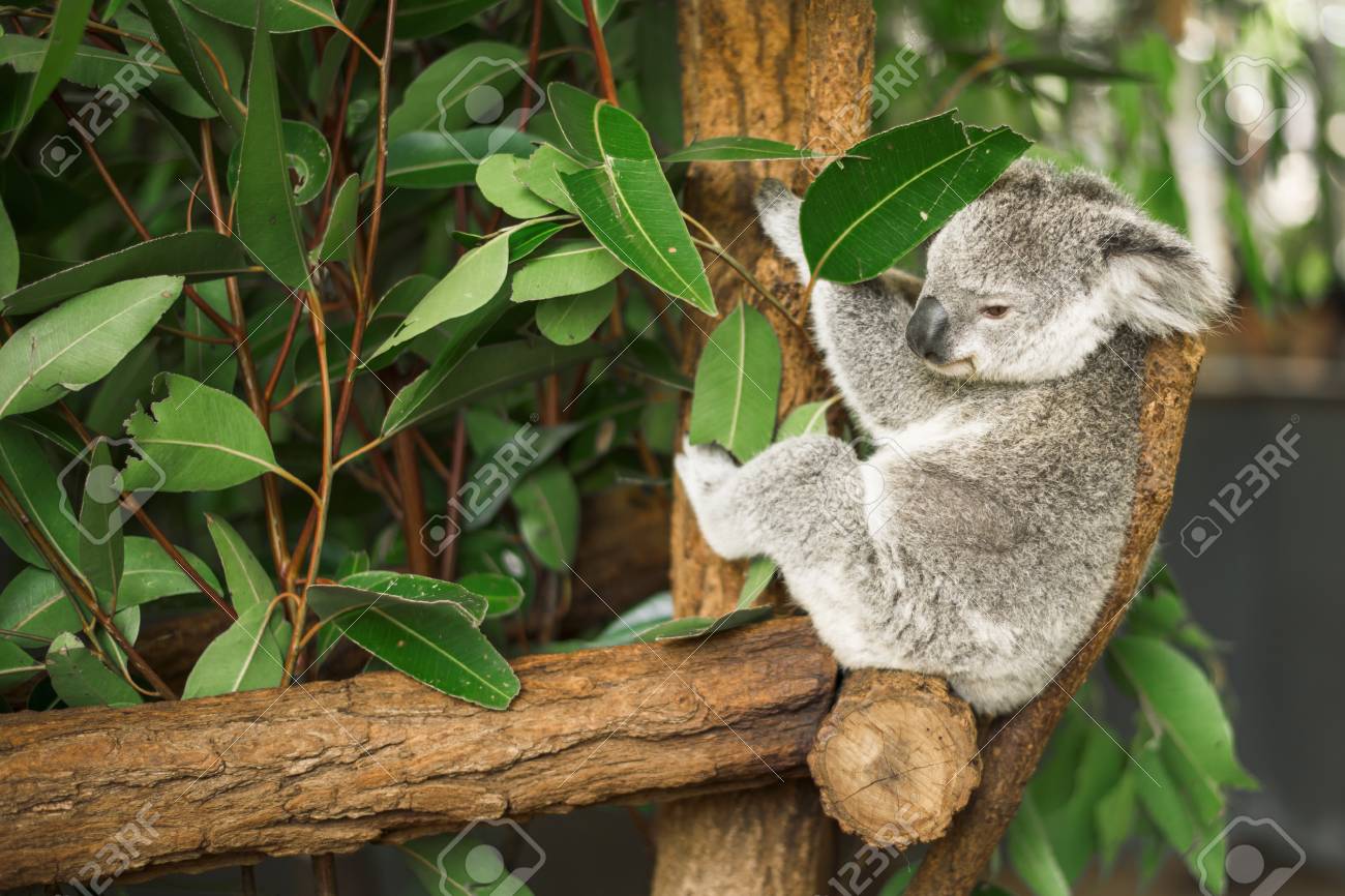 オーストラリアのコアラがユーカリの木に屋外 の写真素材 画像素材 Image