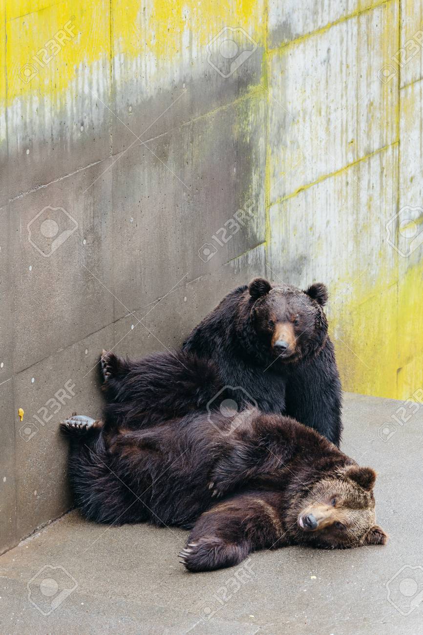 北海道の登別熊公園の動物地帯のコンクリート地面で、2匹の育てた
