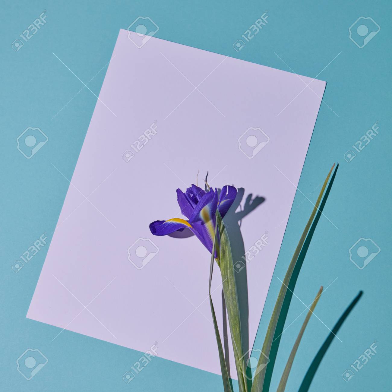 purple iris flower on a white copy space on a blue paper background paper iris flower