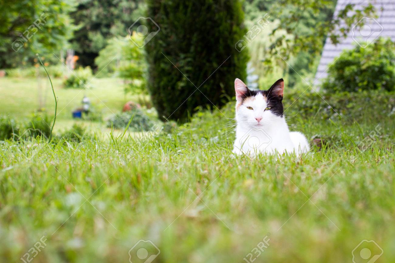 かわいい猫草に横たわっています の写真素材 画像素材 Image かわいい猫草に横たわっています の写真素材 画像素材 Image